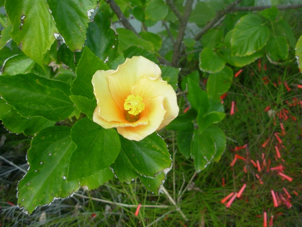 Creation of Lion Car-touche  with Hibiscus: Step 1